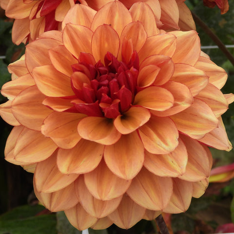 Creme de Cognac