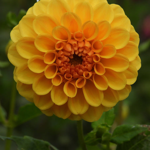 Golden Scepture
