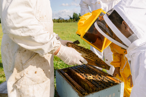 Honey Stables - Beekeeping Experience